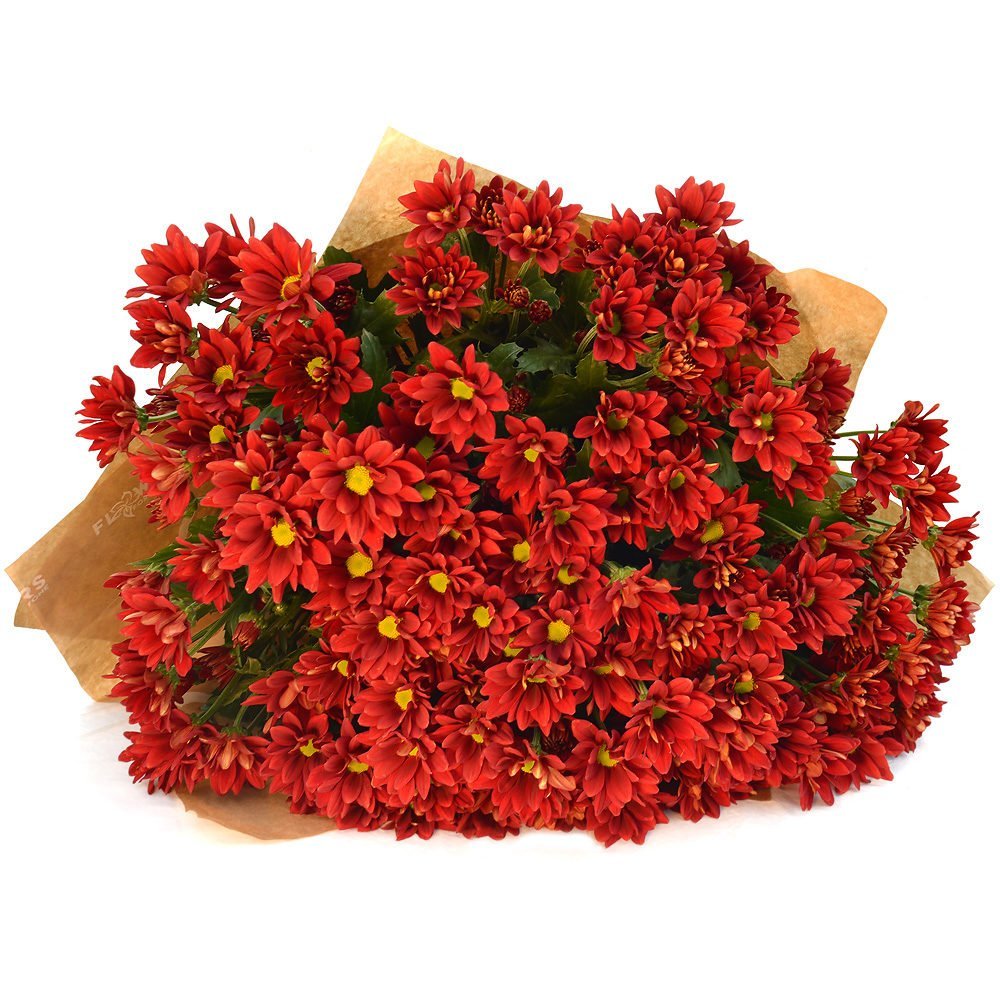 0106_red_chrysanthemums-1-1000x10001-1.jpg