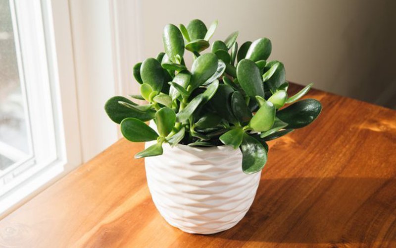 Lifestyle-Plant-jade-plant-pinterest-emel-pic-0711201.jpg