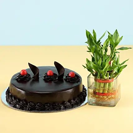 Lucky Bamboo Truffle Cake Combo