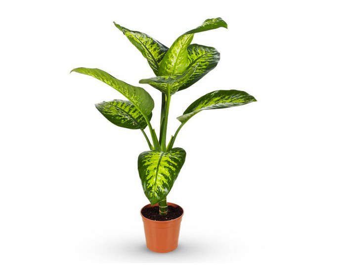 potted-dieffenbachia-tropical-plant-gardenista1.jpg