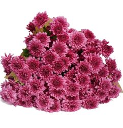0103_purple_chrysanthemums-1-1000x10001-1.jpg