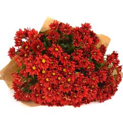 0106_red_chrysanthemums-1-1000x10001-1.jpg