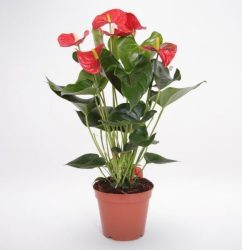 109-red-anthurium1.jpg