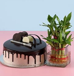 2-Layer-Bamboo-Chocolate-Cake.jpg