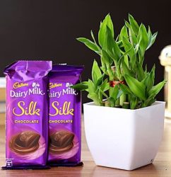 2-layer-bamboo-plant-dairy-milk-silk-chocolates_11.jpg