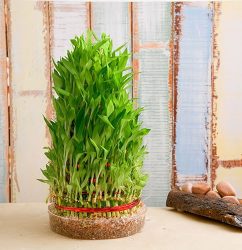 33421_8-layer-lucky-bamboo-plant-in-a-bowl1.jpeg