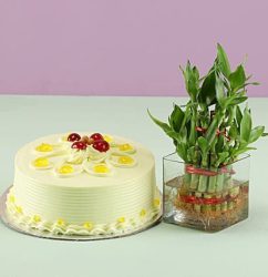 Butterscotch-Cake-N-Bamboo-Plant.jpg