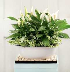 Lifestyle-Plant-cactus-Peace-Lily-pinterest-emel-pic-0711201.jpg
