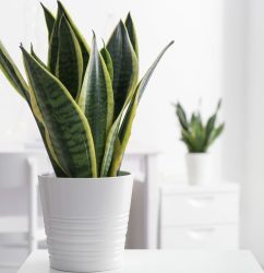 Lifestyle-Plant-cactus-Snake-plant-pinterest-emel-pic-0711201.jpg