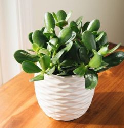 Lifestyle-Plant-jade-plant-pinterest-emel-pic-0711201.jpg