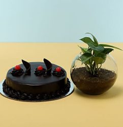 Truffle-Cake-Money-Plant.jpg