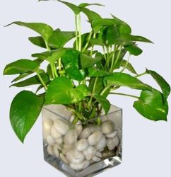 Water-Money-plant-Indoor-plants-home-plants-water-plants1.jpg
