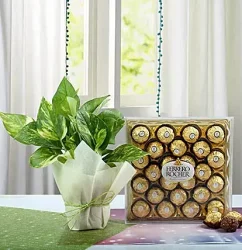 ferrero-rocher-n-money-plant-combo_11.webp