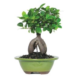 ginseng-grafted-ficus-small-indoor-bonsai-ct7012gmf__47740.16348261221.jpg