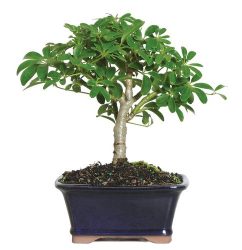 hawaiian-umbrella-small-indoor-bonsai-dt6019arb__65089.14806312121.jpg