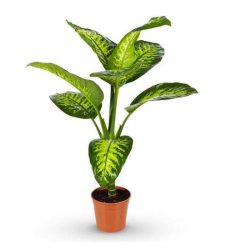 potted-dieffenbachia-tropical-plant-gardenista1.jpg