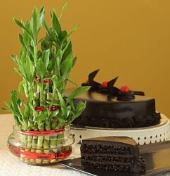 truffle-cake-n-three-layer-bamboo_11.jpg